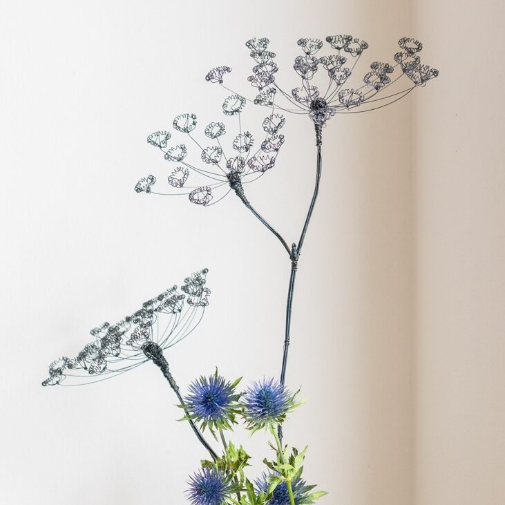 DSC_2044-1 Bärenklau