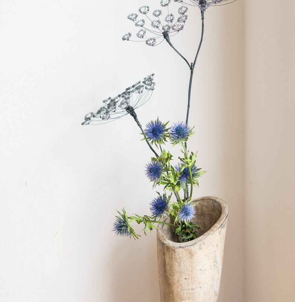 DSC_2044-1 Bärenklau