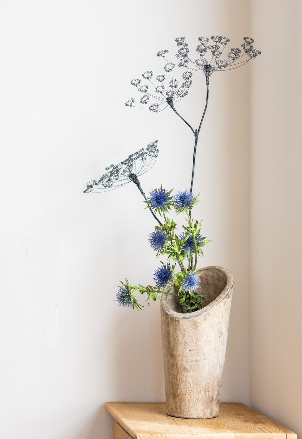 DSC_2044-1 Bärenklau