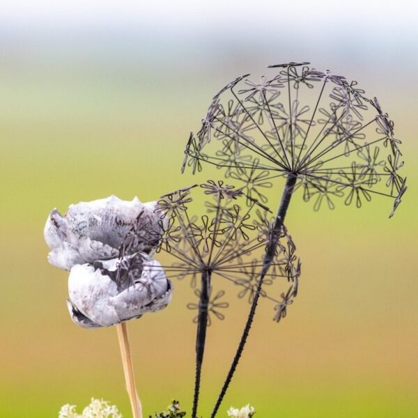 DSC_8418-edit-20251209112156 Pusteblume