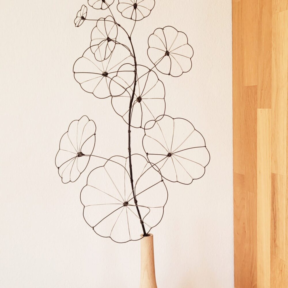 20250409_151340 Ranke Stephania Erecta