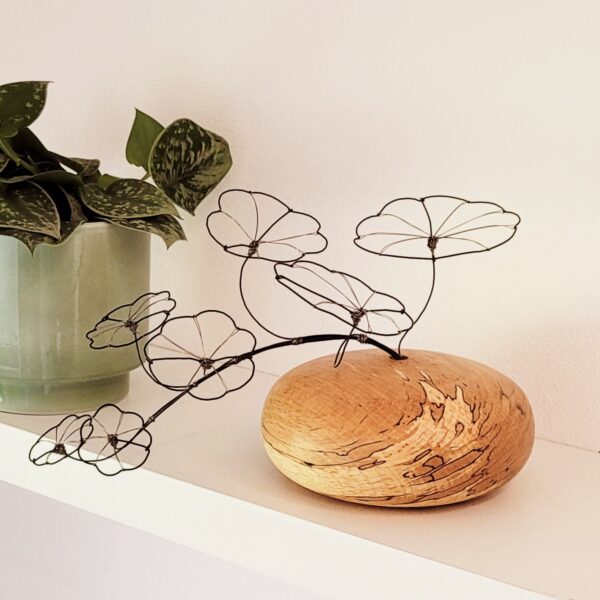 20250515_170418 Ranke Stephania Erecta