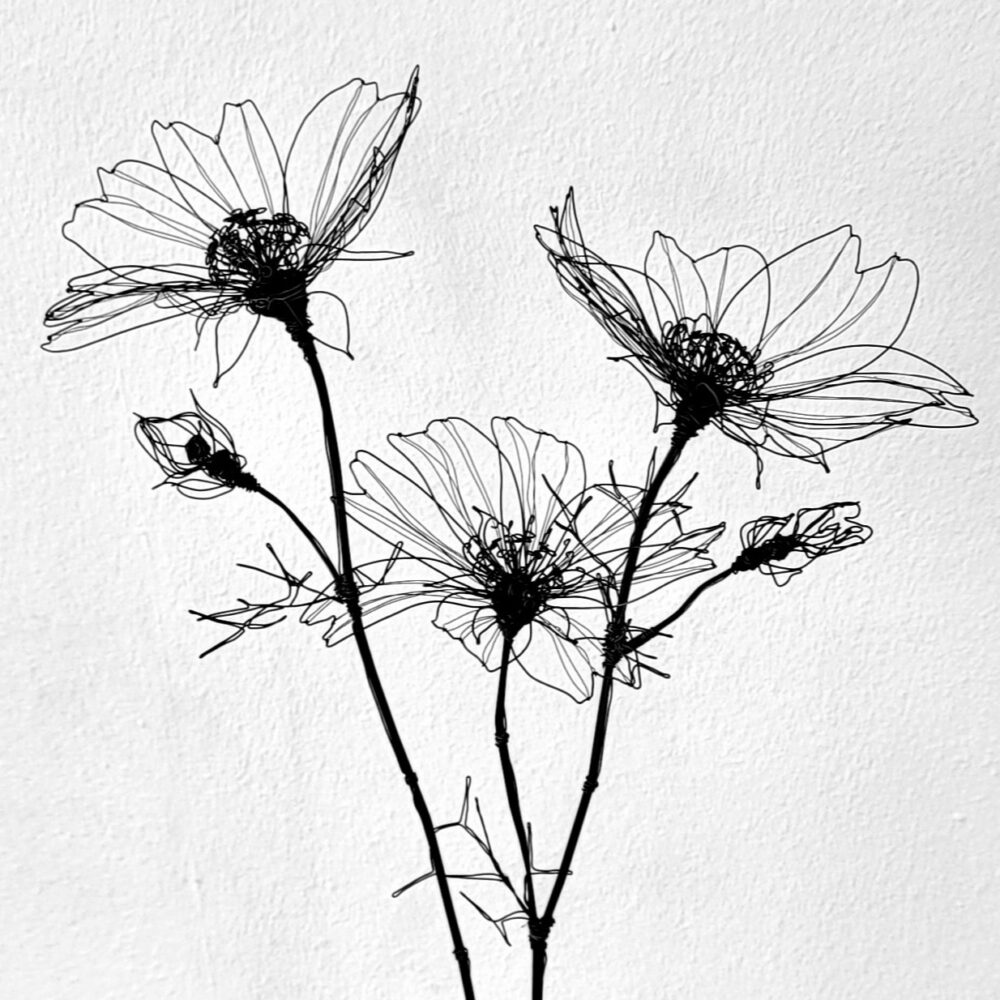 20250722_124811-edit-20250818204334 Cosmea