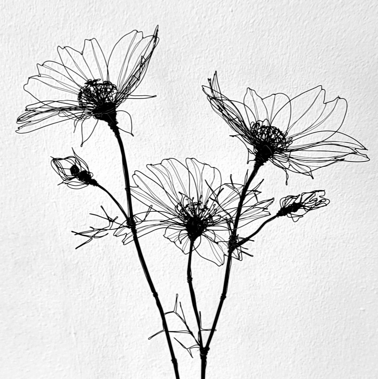 20250722_124811-edit-20250818204334 Cosmea