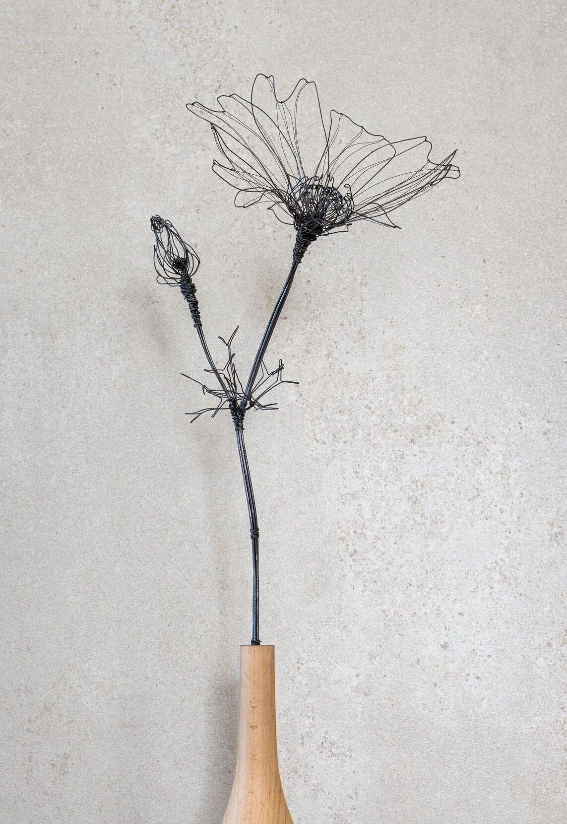 DSC_0848-Bearbeitet Cosmea