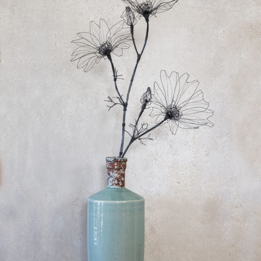 DSC_0853-Bearbeitet Cosmea