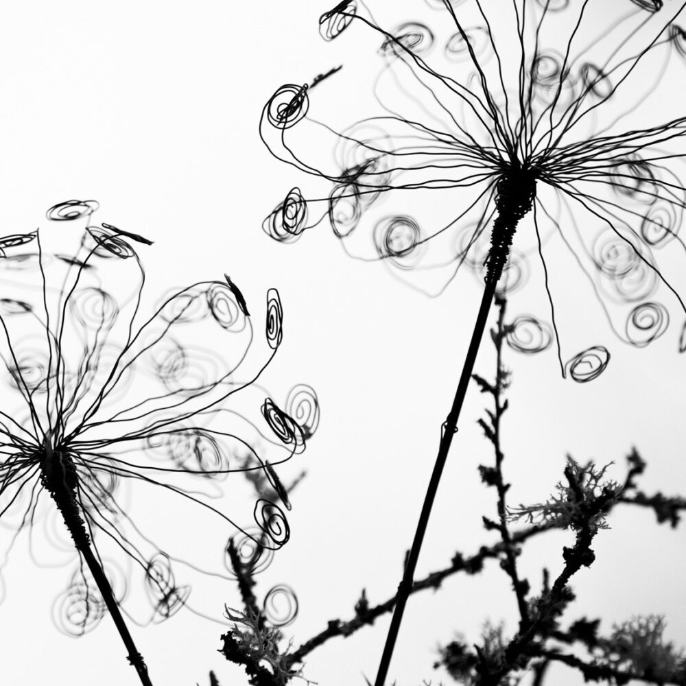 DSC_8151 Ringelpusteblume