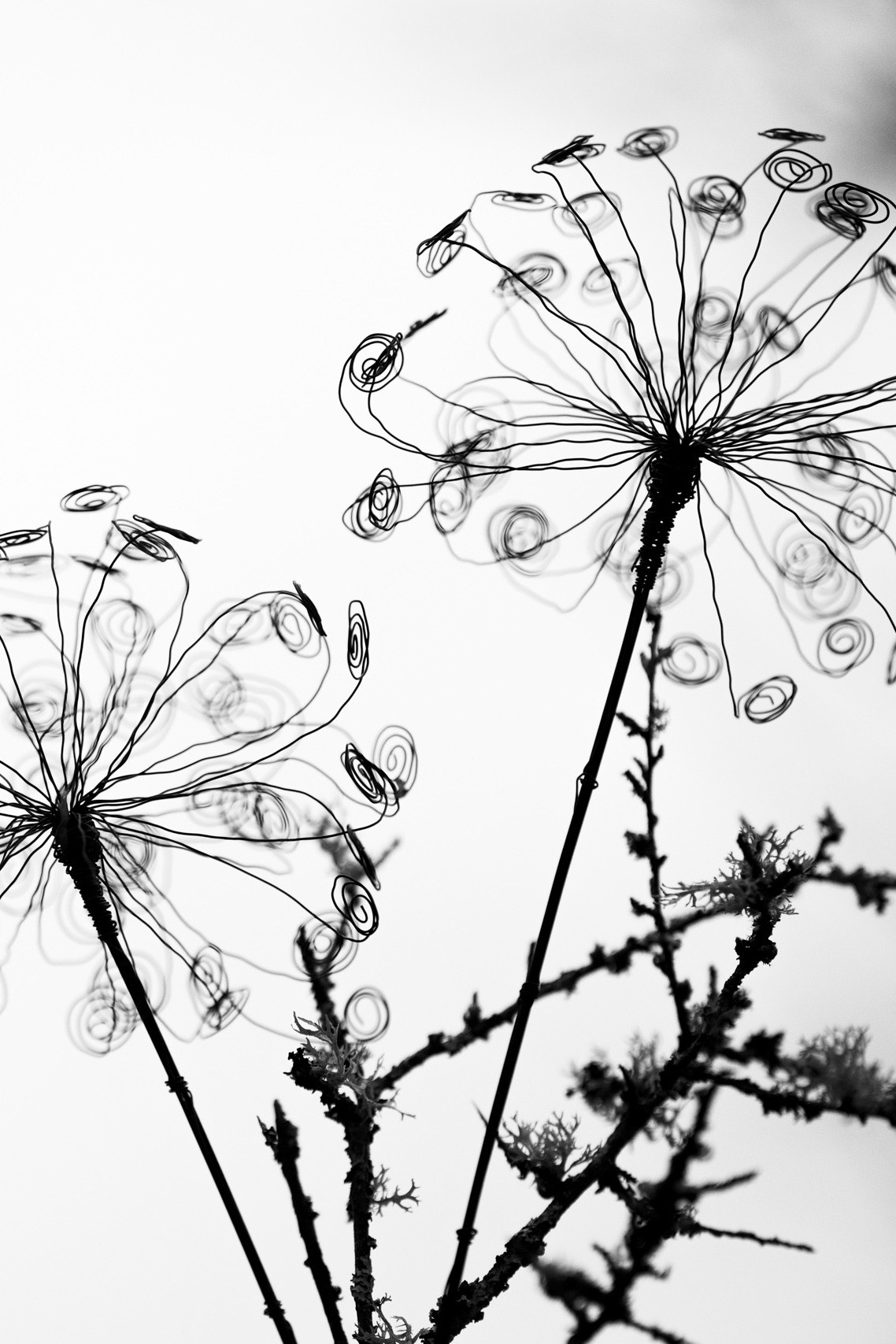 DSC_8151 Ringelpusteblume