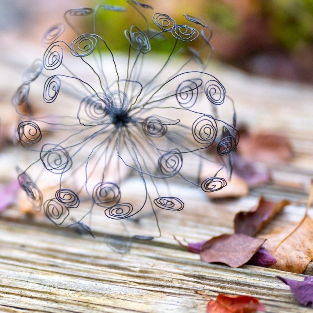 DSC_8311 Ringelpusteblume