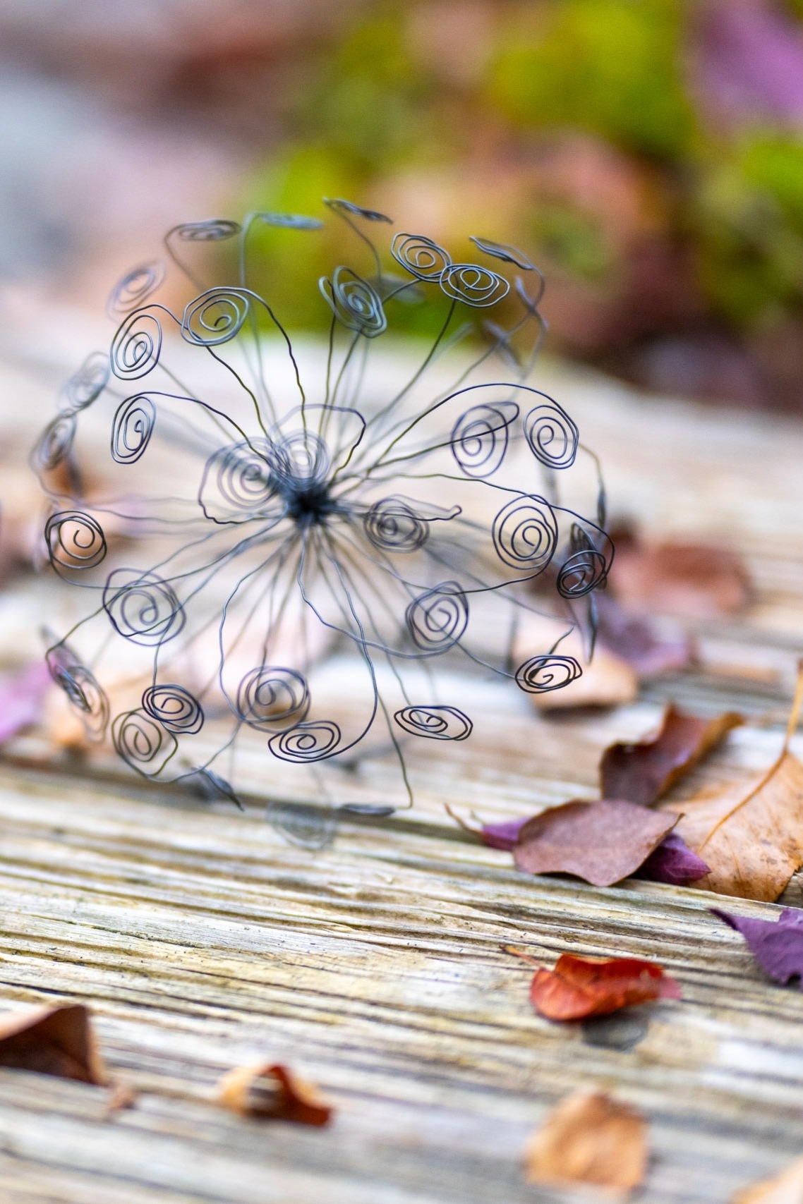 DSC_8311 Ringelpusteblume