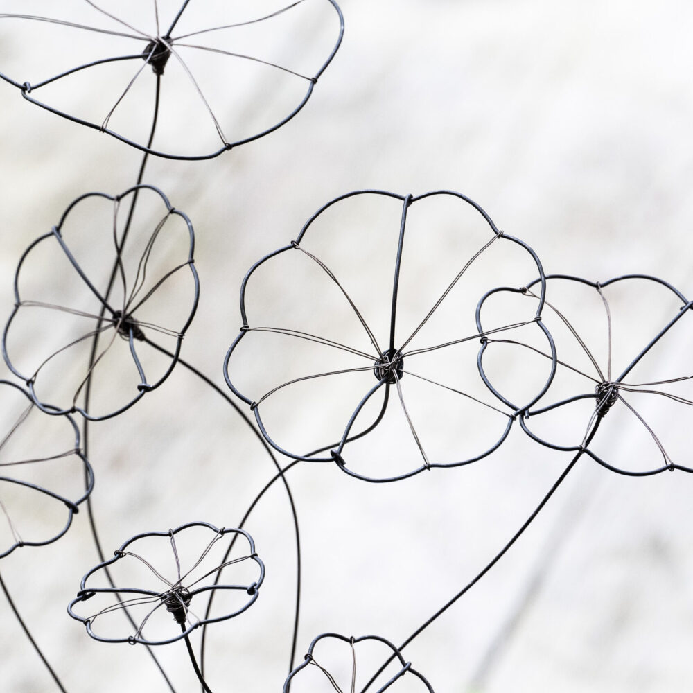 DSC_8669 Strauß Stephania Erecta