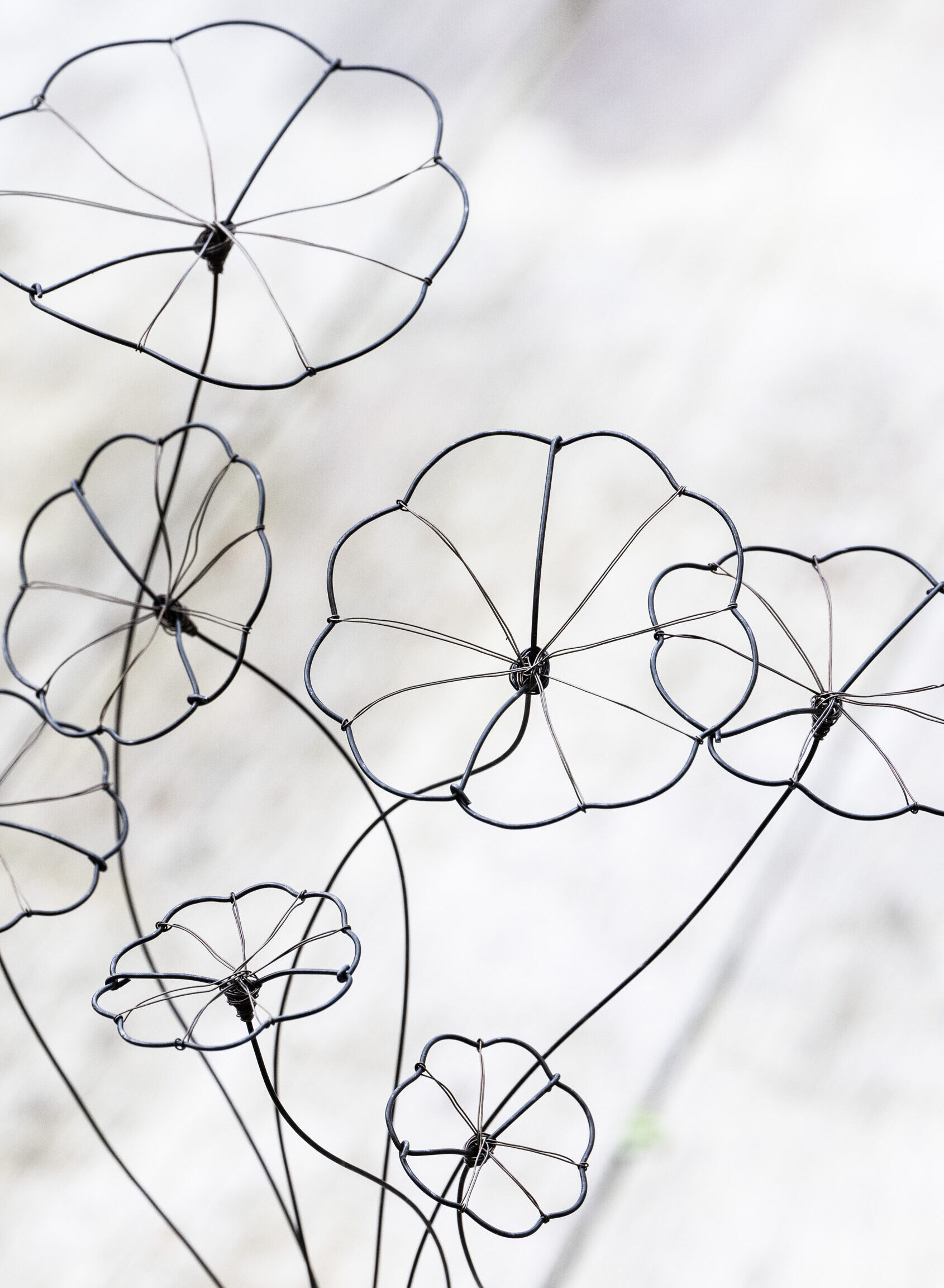 DSC_8669 Strauß Stephania Erecta