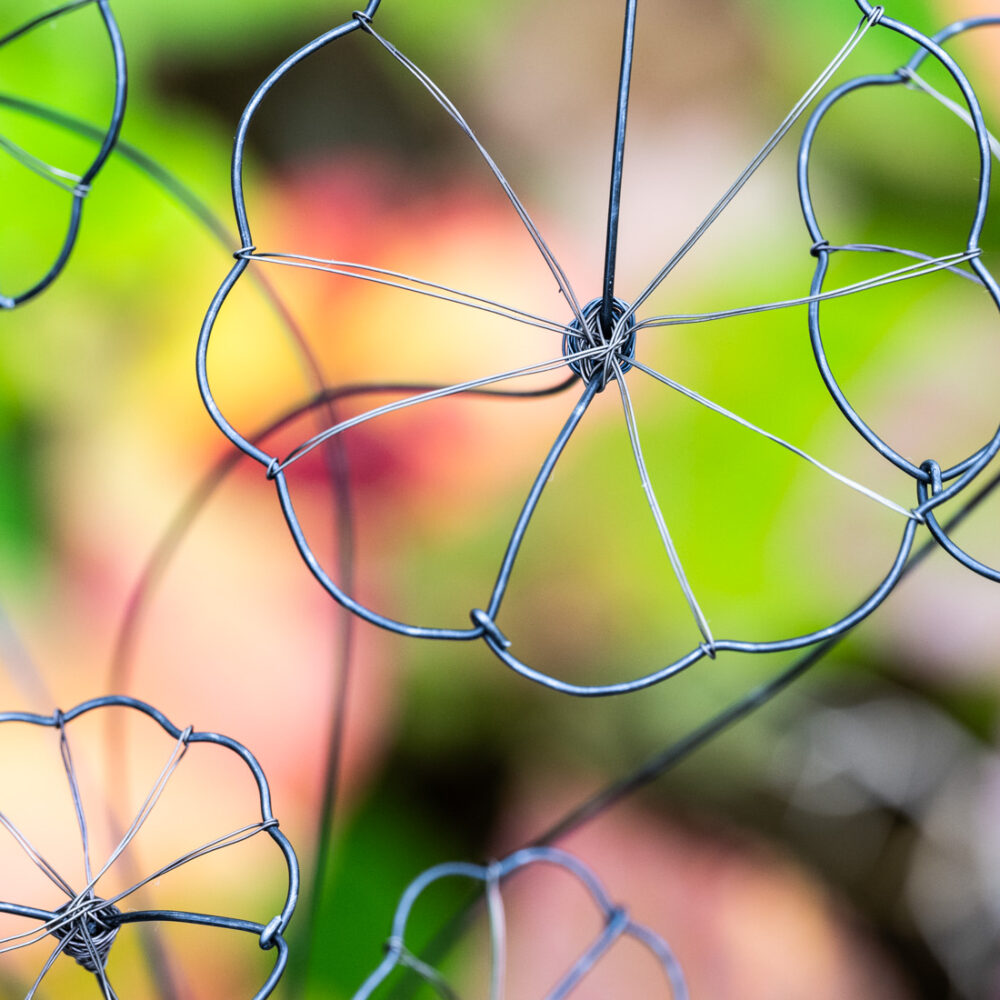 DSC_8838 Ranke Stephania Erecta