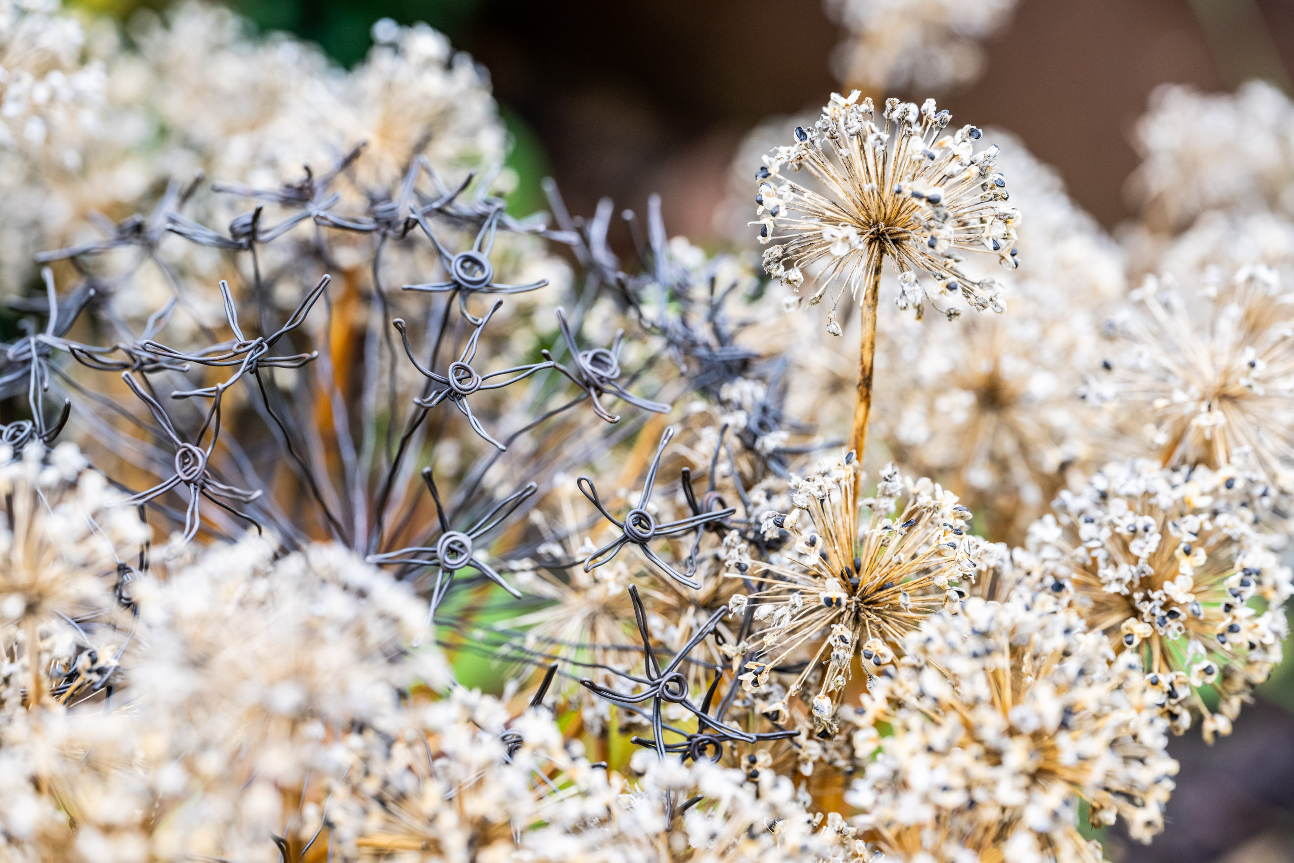 DSC_8867 Allium