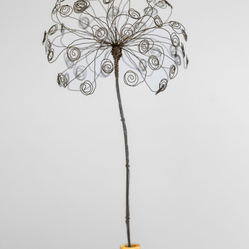 DSC_9713 Ringelpusteblume