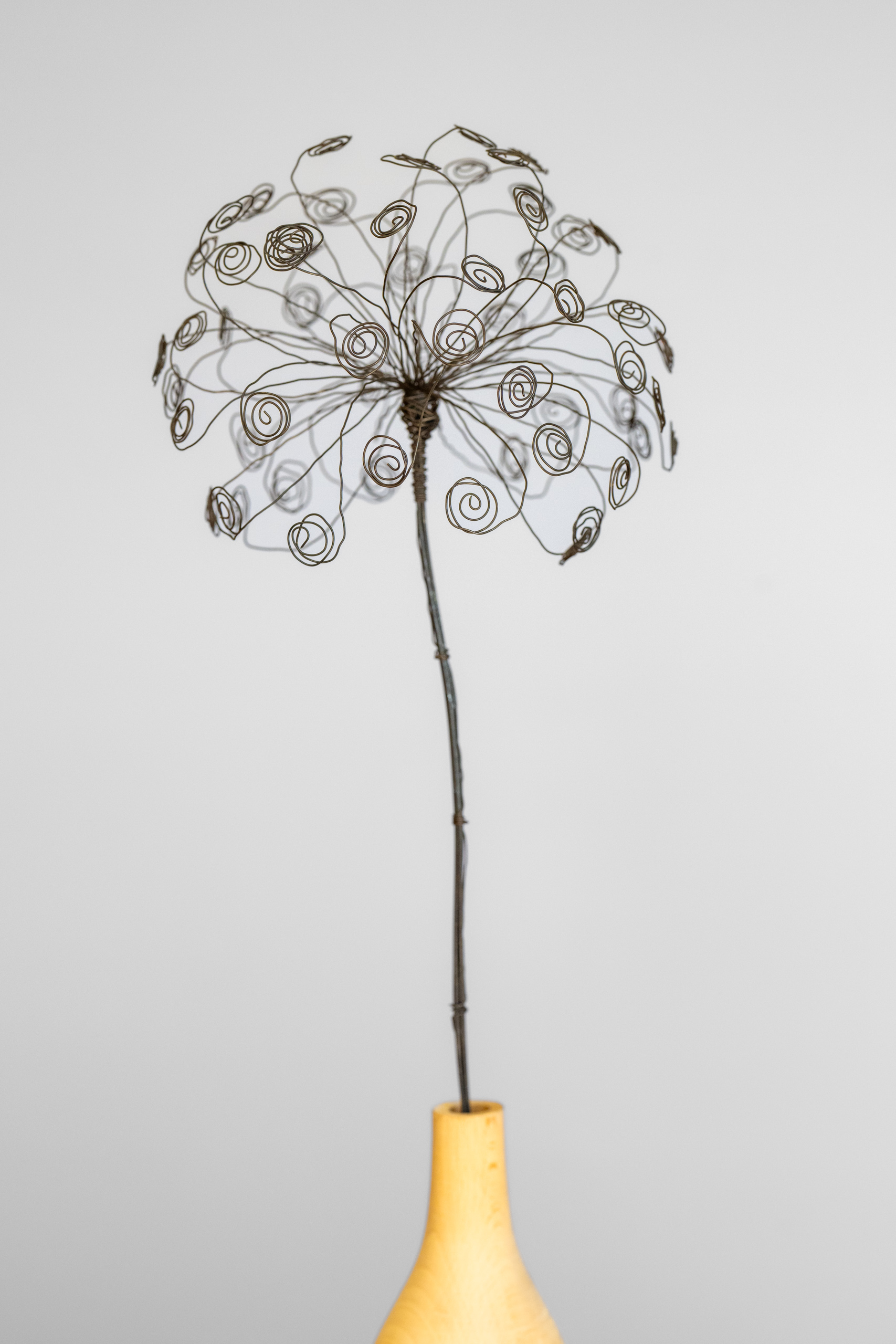 DSC_9713 Ringelpusteblume