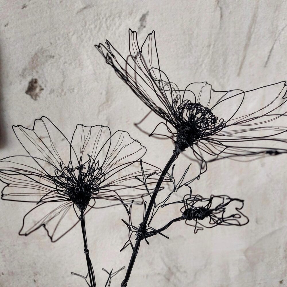 IMG-20250727-WA0000 Cosmea