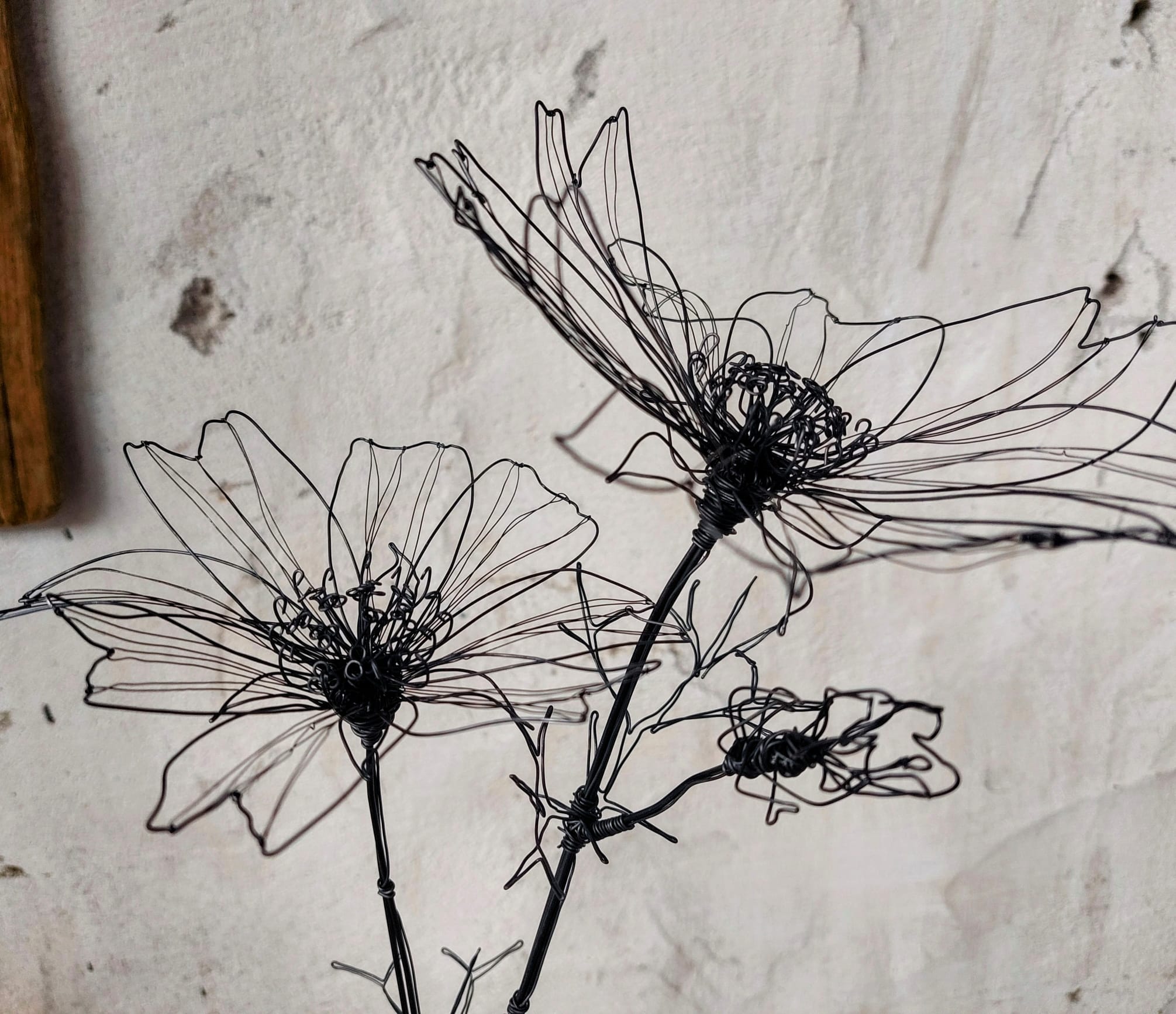 IMG-20250727-WA0000 Cosmea