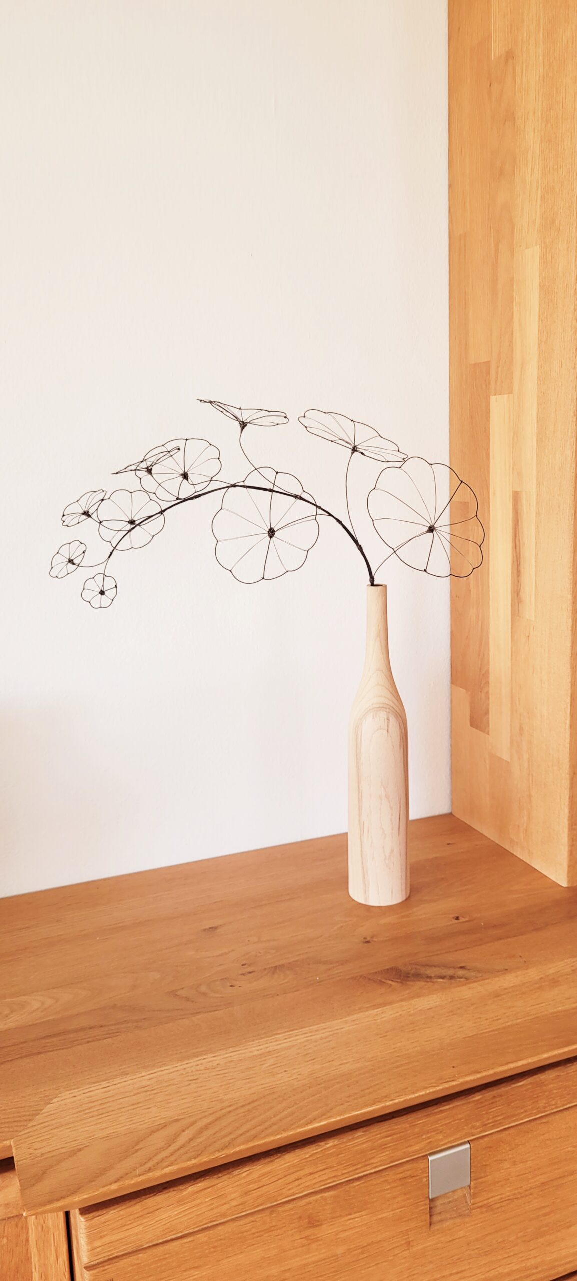 20250409_151541 1 Ranke Stephania Erecta