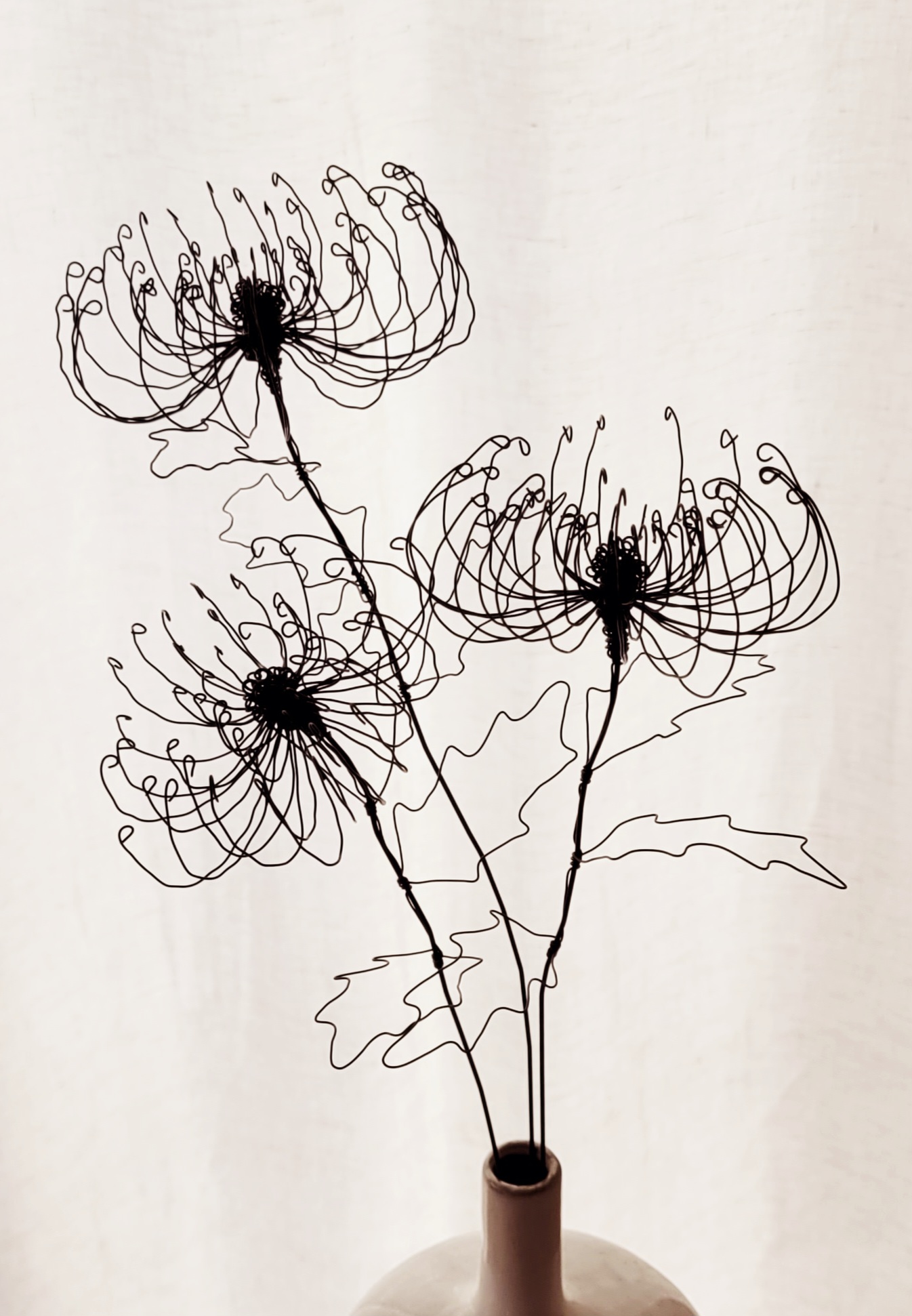 20260114_150357 Chrysantheme