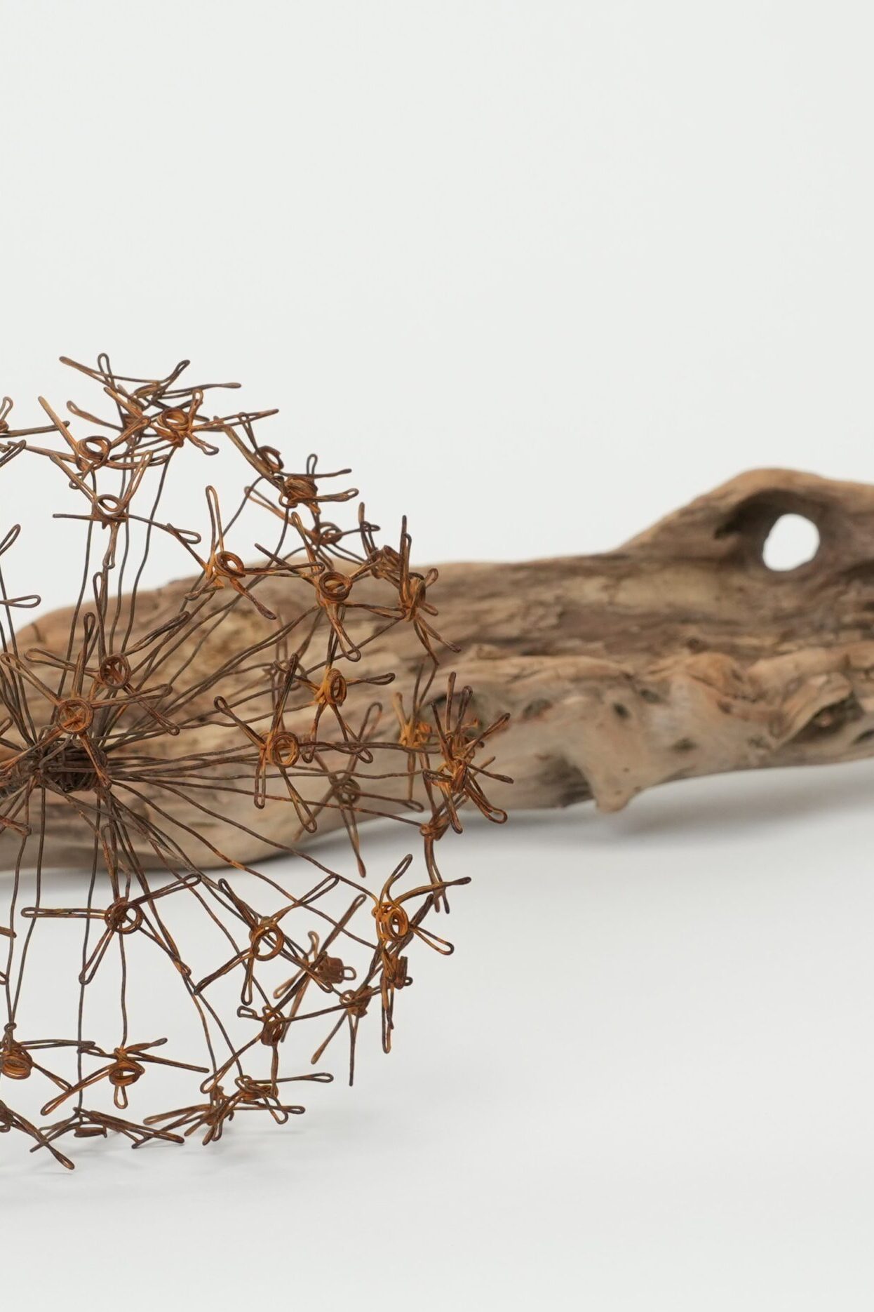 Drahtinform-3-Kopie Allium