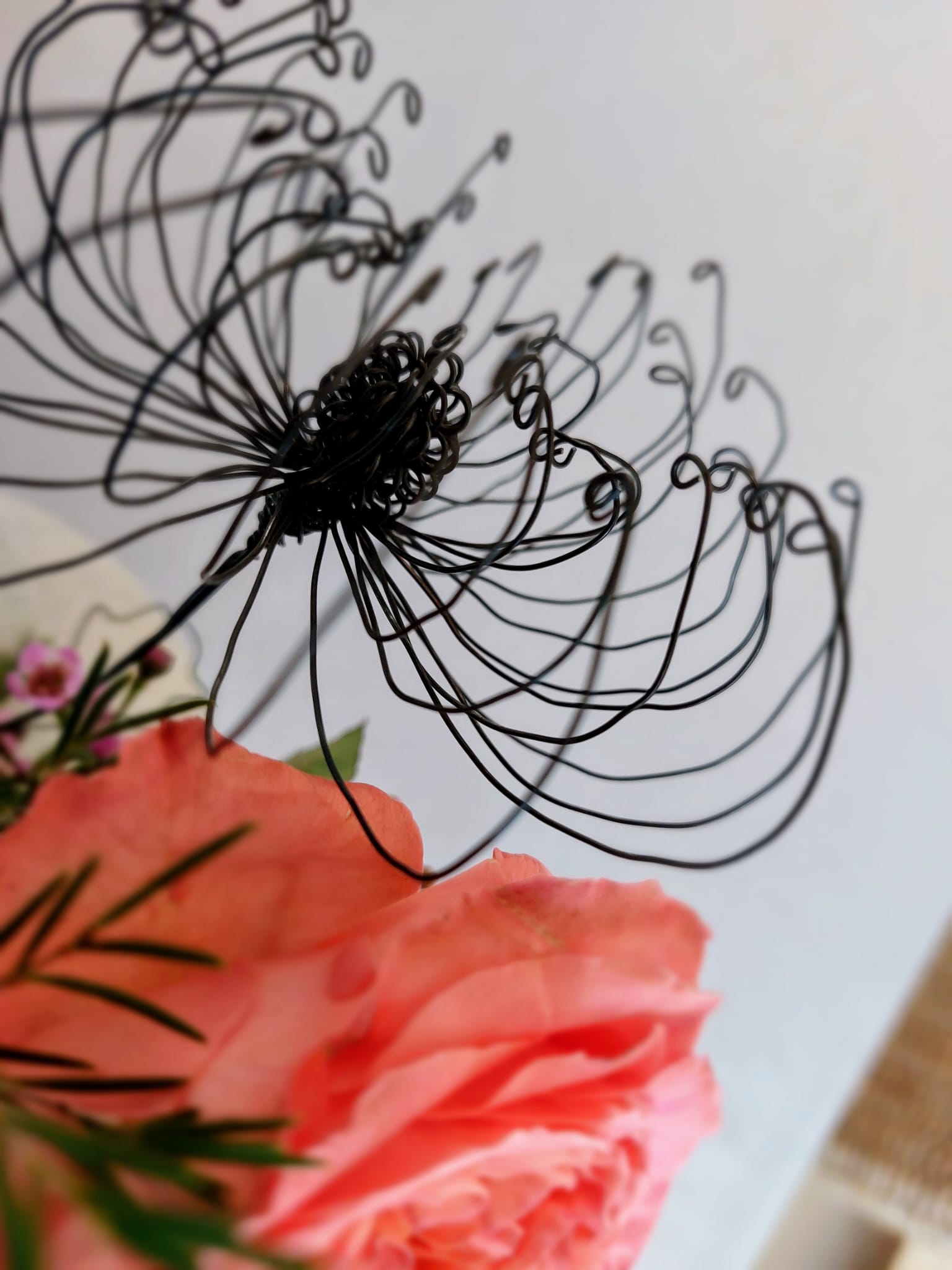 IMG-20250118-WA0002 Chrysantheme